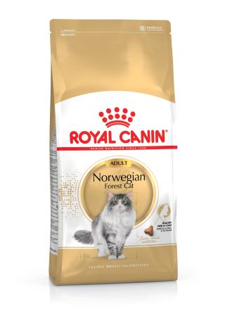 Norwegian Forest